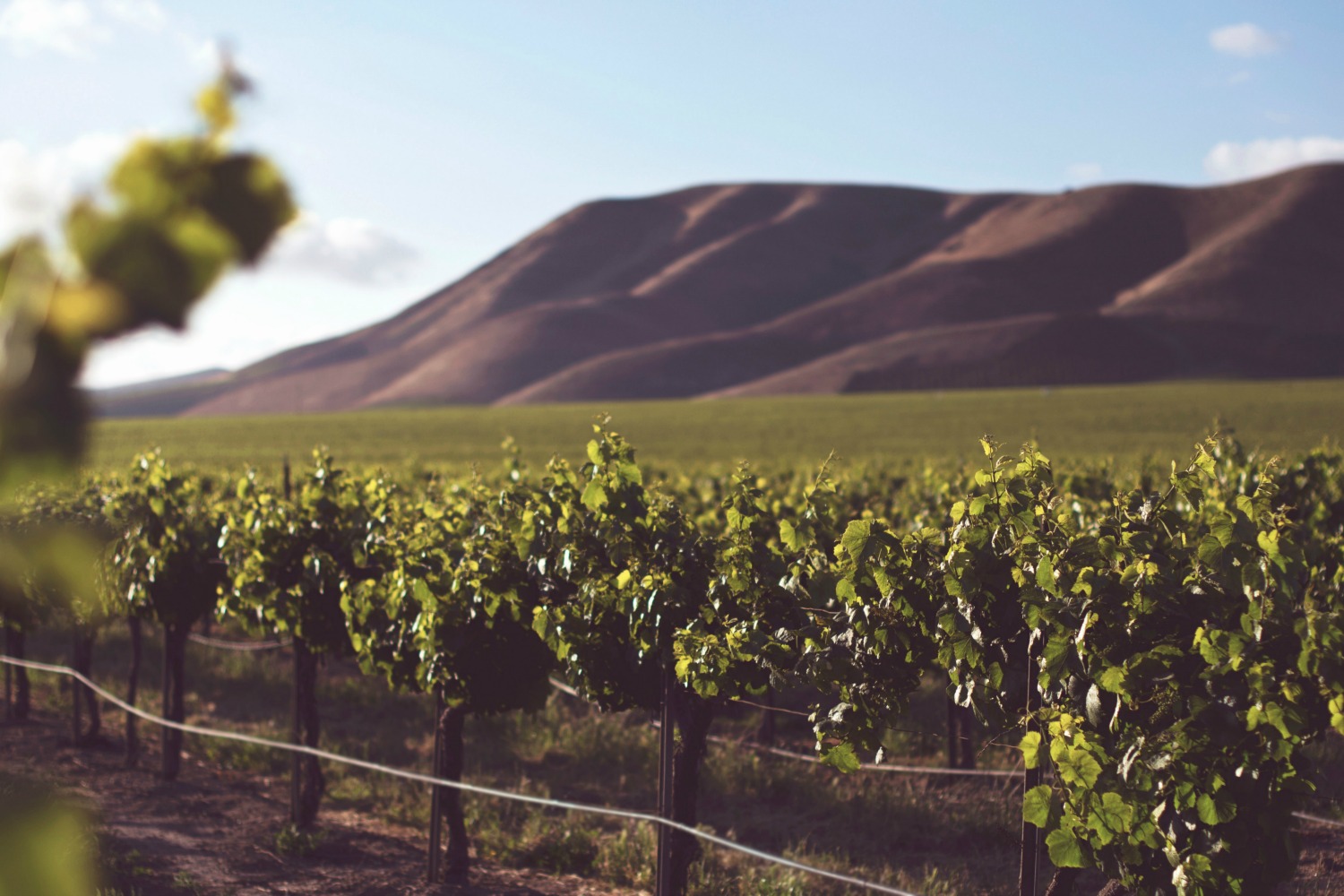 Wine Regions: Where Are The Best Wines Grown?