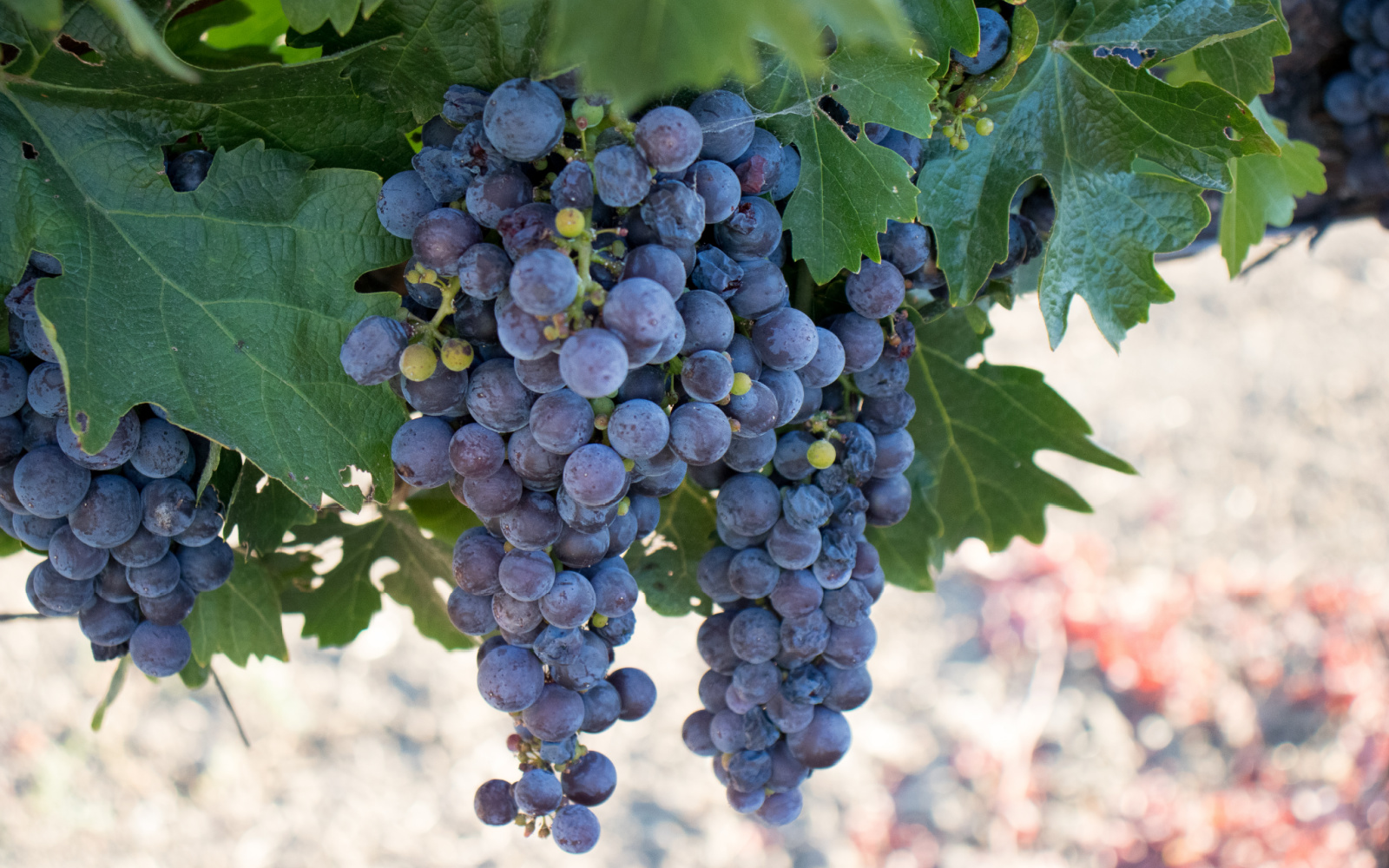All About Grenache Wine
