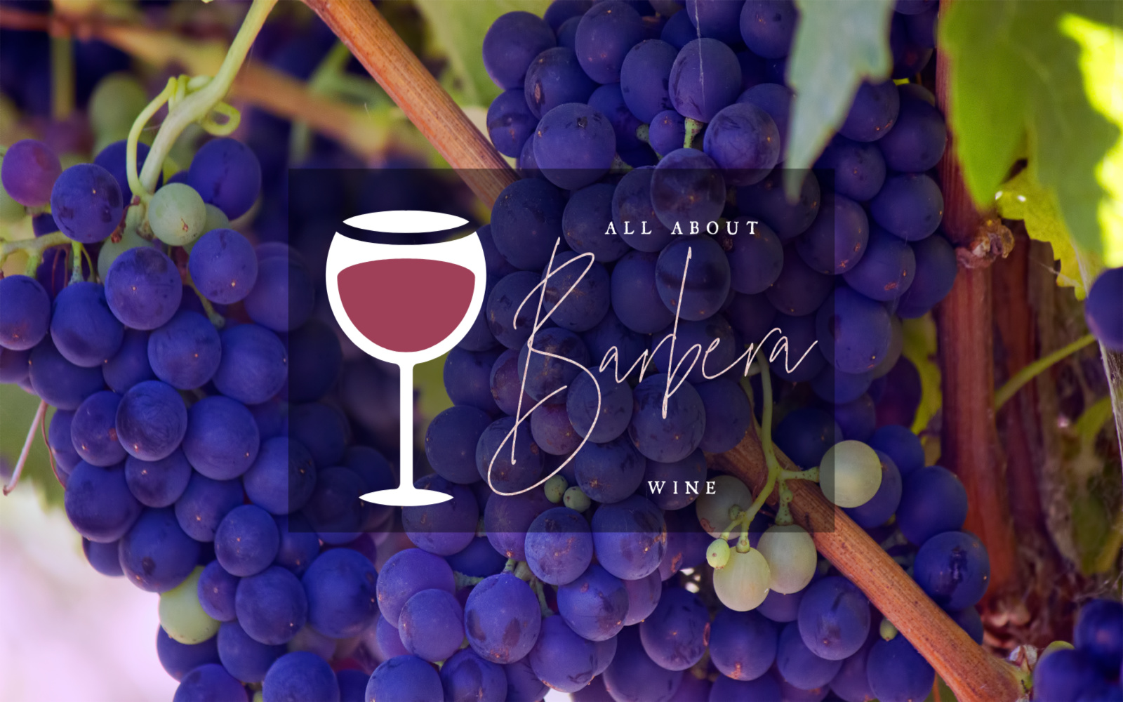 All About Barbera Wine