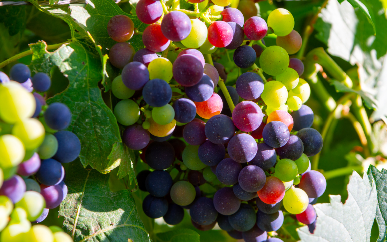 Wine Profile: All About Petit Verdot