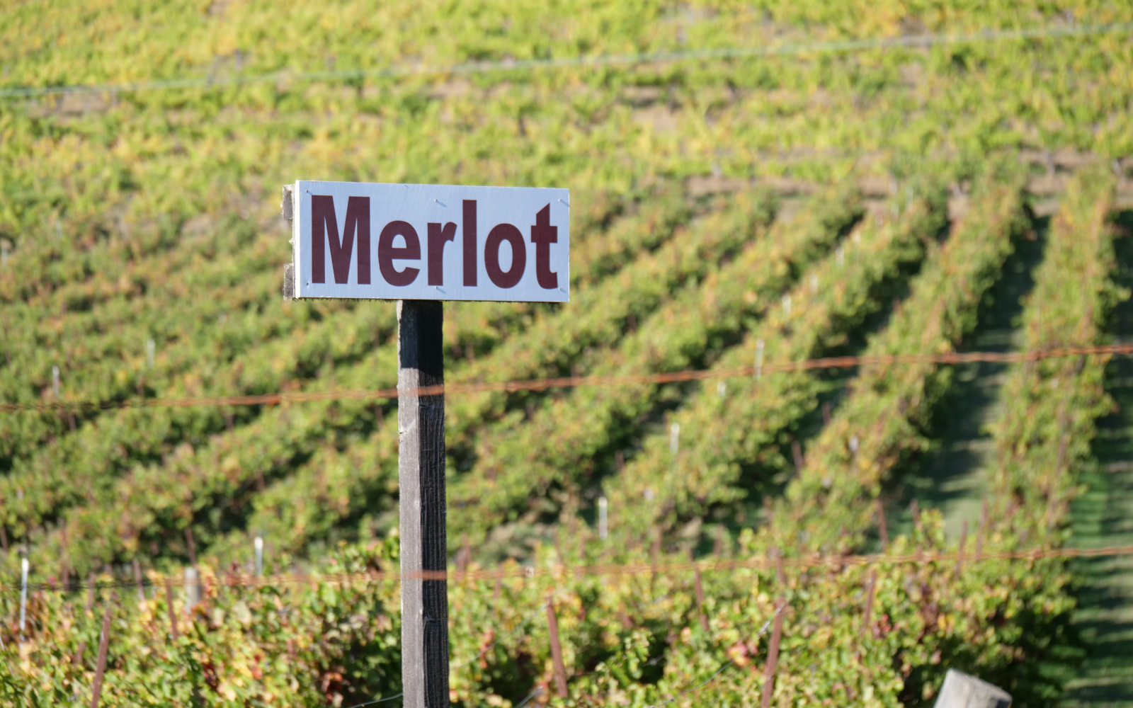 All About Merlot Wine