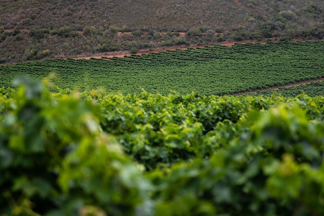 Arneis grape Roero, Piedmont, Italy