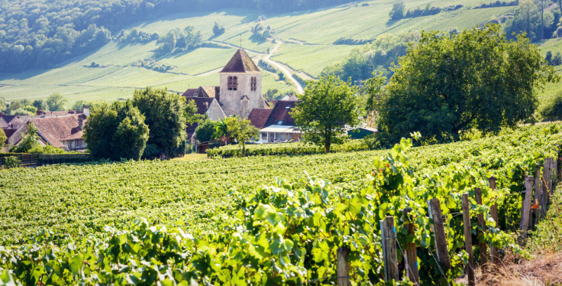 old world wine vs new world wine