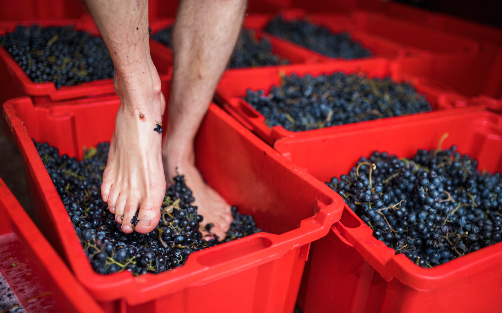 McClain Cellars' Grape Stomp Extravaganza!