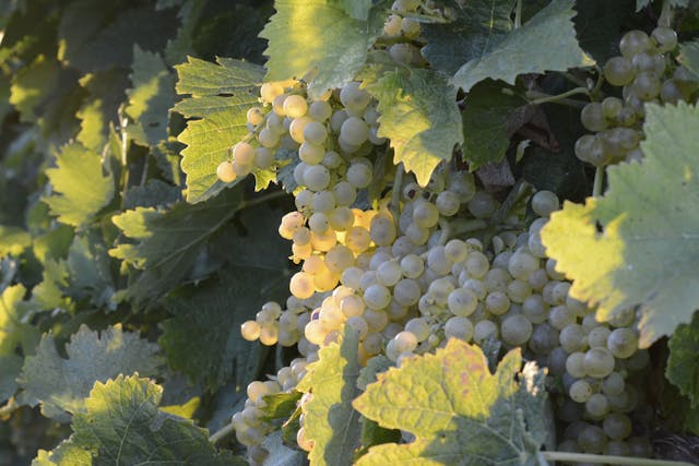 tell me about chenin blanc wine