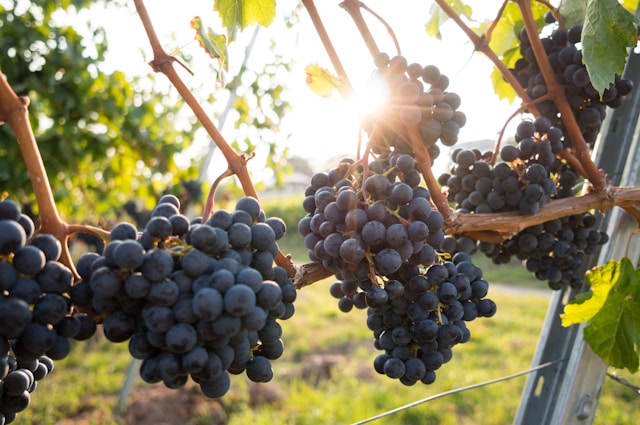 tempranillo wine vs grenache wine