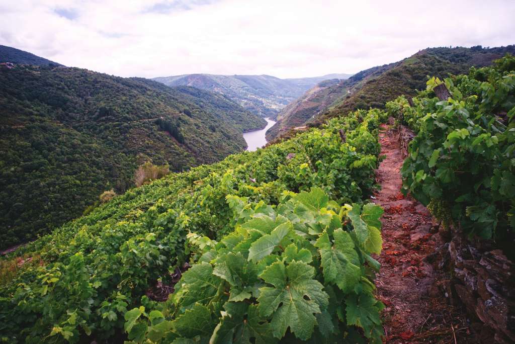 spanish-grape-varieties-wine