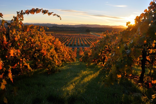 fall wine