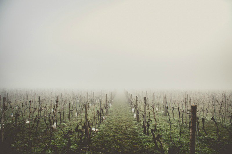 California wildfires in wine region