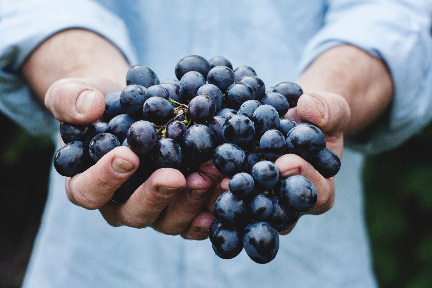 The Art of Winemaking: The Journey From Grape to Wine