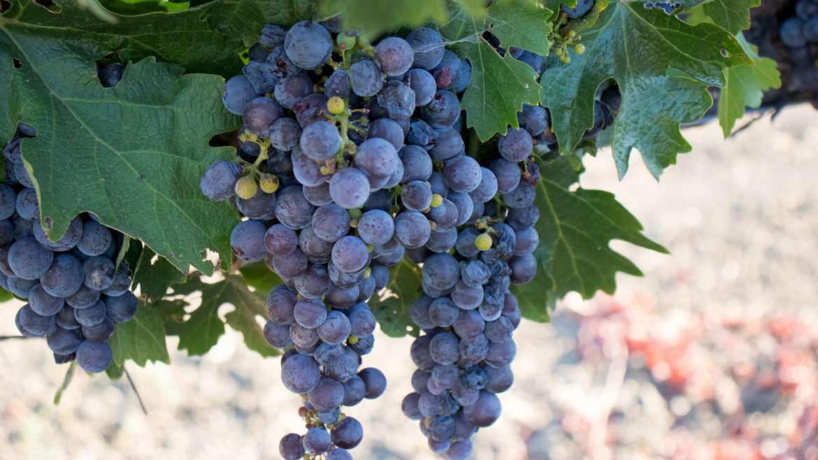 All About Grenache Wine