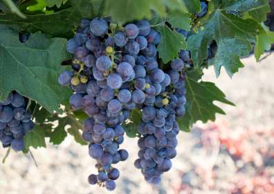 All About Grenache Wine