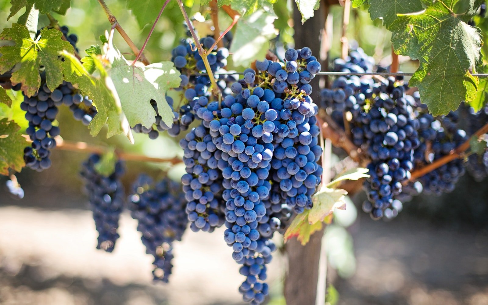 All About Sangiovese Wine