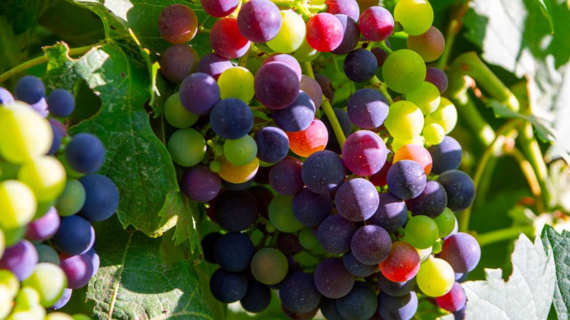 Wine Profile: All About Petit Verdot