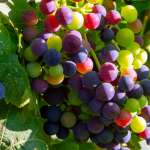 all about petit verdot