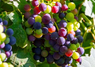 Wine Profile: All About Petit Verdot