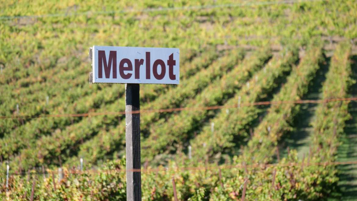 All About Merlot Wine