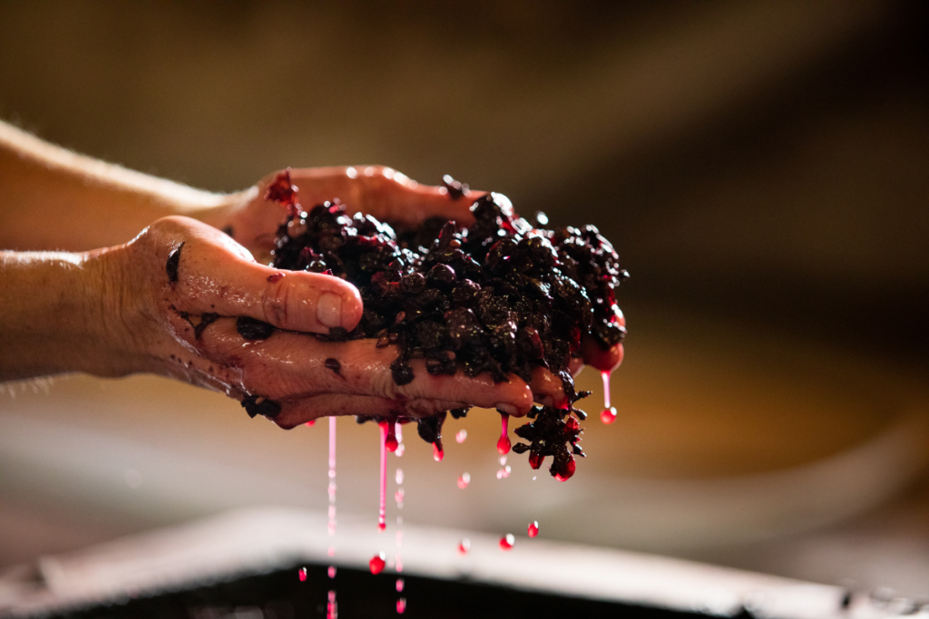 grape fermentation, dessert wines, making wine