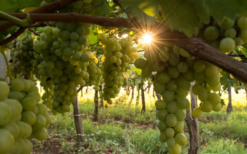 Top Italian wine grapes