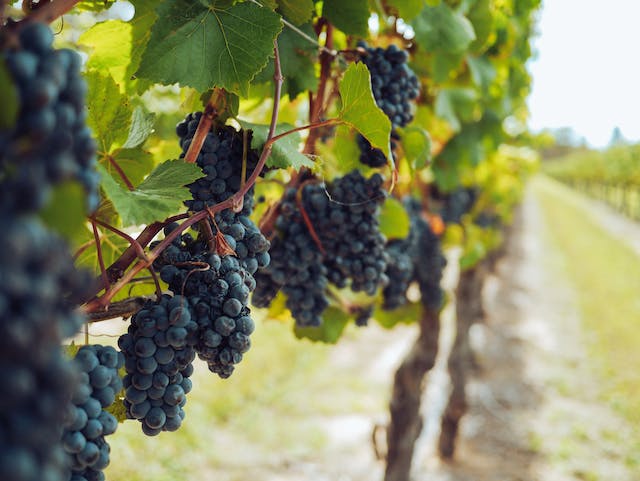 Learn about Nebbiolo wine grapes.