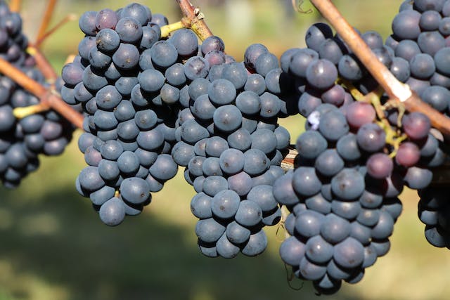 Is Nebbiolo wine good?