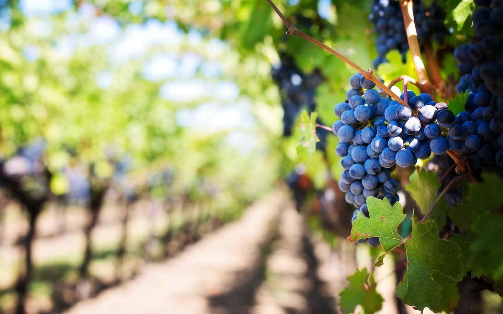 All About Nebbiolo: History, Flavor Profile, Pairings