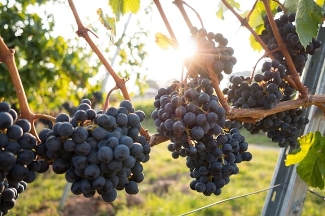 tempranillo wine vs grenache wine