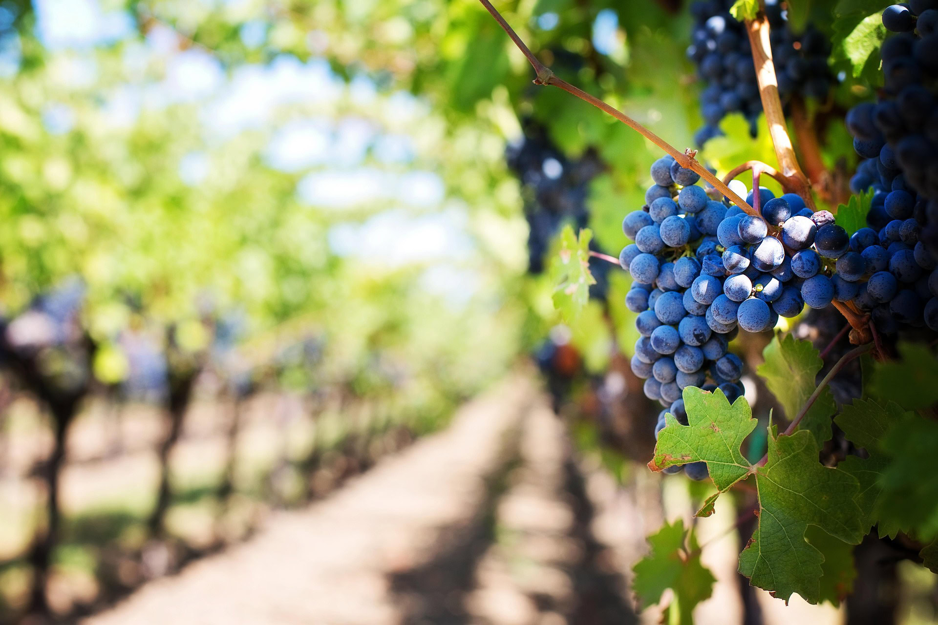 The Role of Wine in Slavery: A Reflection for Juneteenth